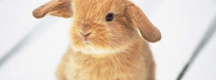 Animal Care & Dog Grooming Courses