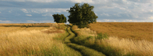 Countryside & Environment