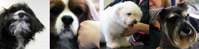 Dog Grooming Courses | CAW