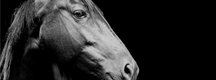 Horse Care Courses