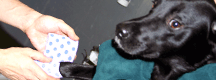 Veterinary Care Courses