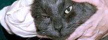 Veterinary Nurse Courses