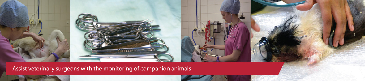 Course: Level 2 Certificate in Assisting Veterinary Surgeons in the Monitoring of Animal Patients Under Anaesthesia and Sedation