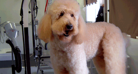 Free Dog Grooming