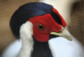 CAW Animal Courses