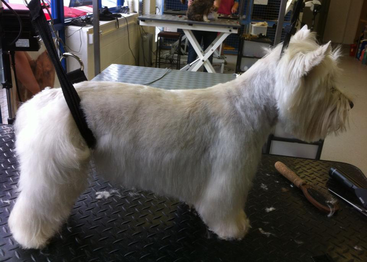 Dog Grooming Courses Leeds Dog Grooming Courses Leeds