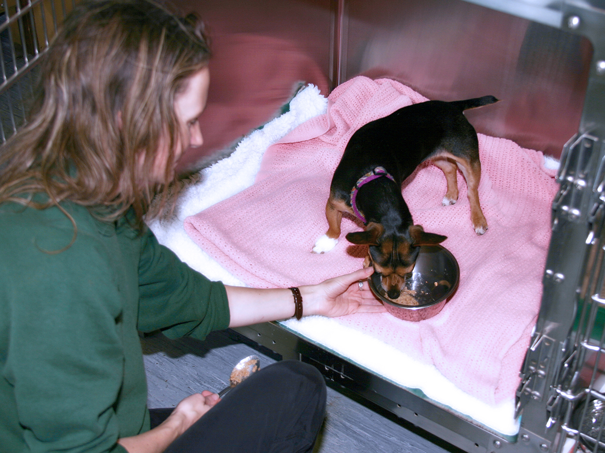 Veterinary Care Assistant CAW