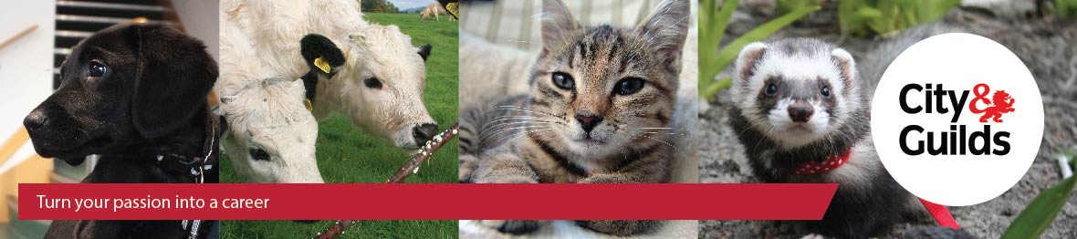 Course: City & Guilds Level 2 Award in Work-based Animal Care