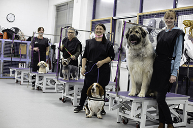 Dog Grooming courses