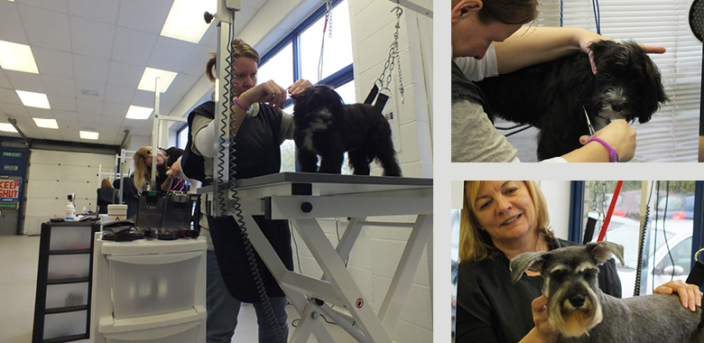 pet grooming school
