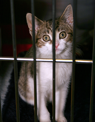 Cat in a veterinary cat kennel