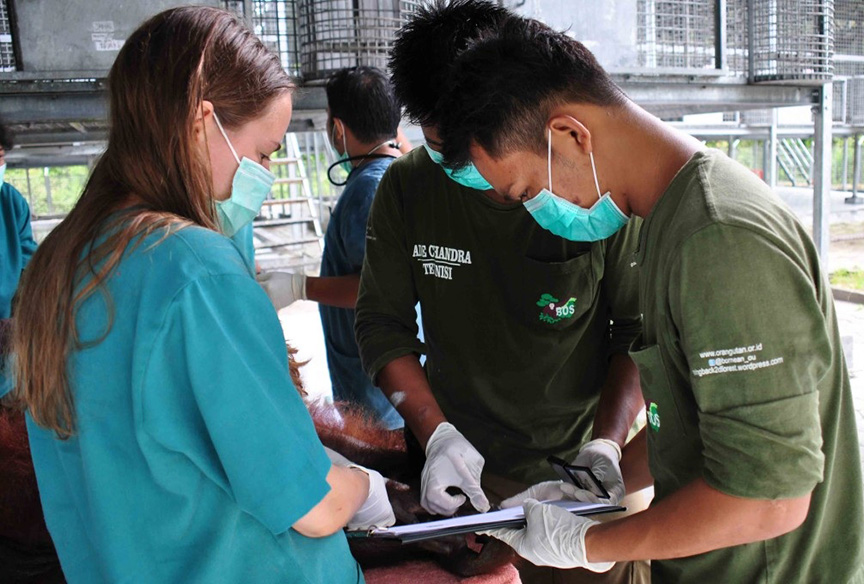 Orangutan screening