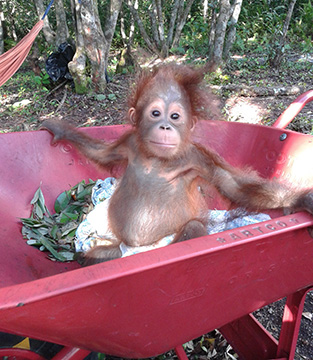 Baby Orangutan sitting in a wheelbarrow