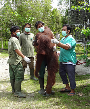 Weighing a sedated orangutan