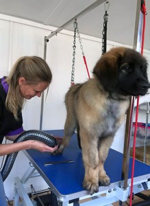 Kim Chase grooming a dog