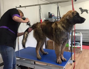 Kim Chase grooming a dog