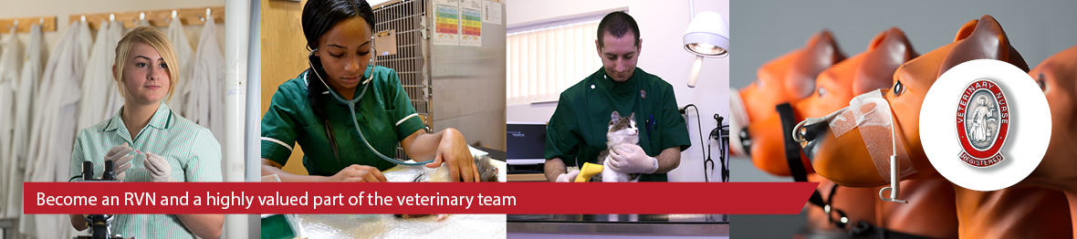 Course: Veterinary Nursing VTEC Level 3 Diploma – Companion Animal Pathway