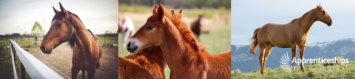 Course: Equine Groom: Level 2 Apprenticeship