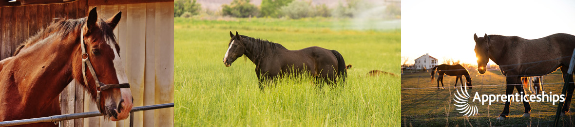 Course: Senior Equine Groom: Level 3 Apprenticeship