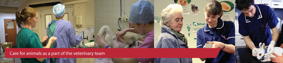 Course: Level 2 Diploma for Veterinary Care Assistants