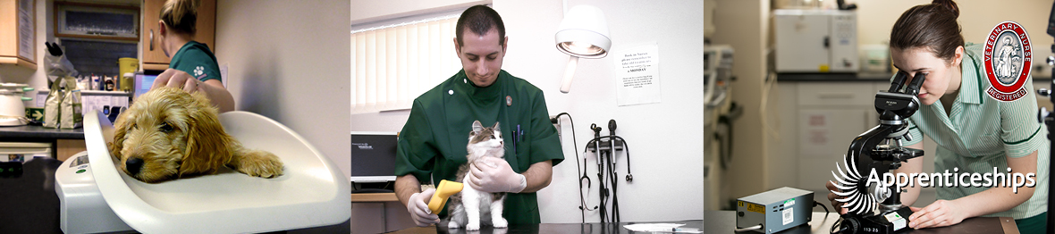 Course: Veterinary Nursing VTEC Level 3 Apprenticeship – Companion Animal Pathway