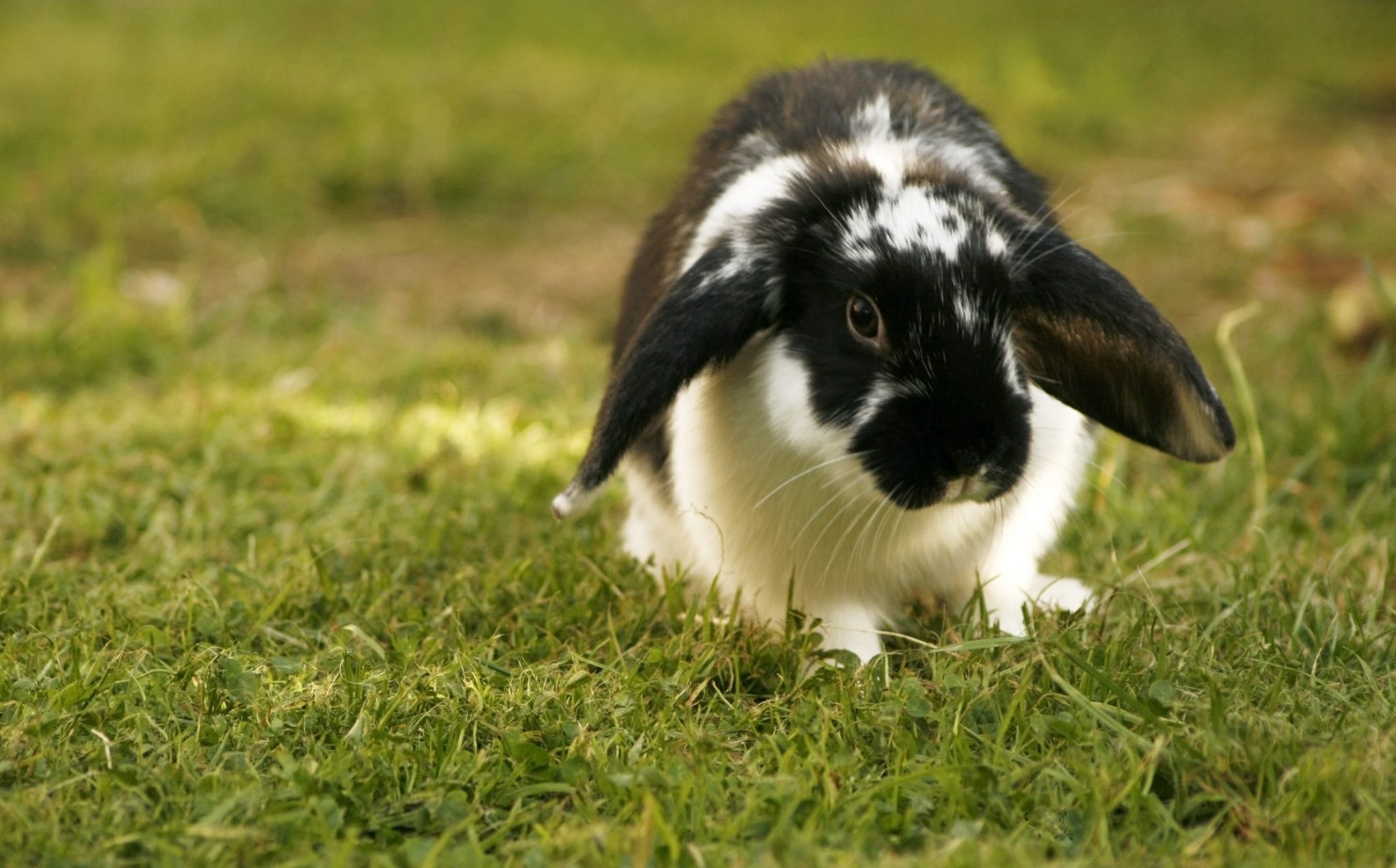 Buni Rabbit 5 Things You Need to Know Before Getting Ra… | CAW News