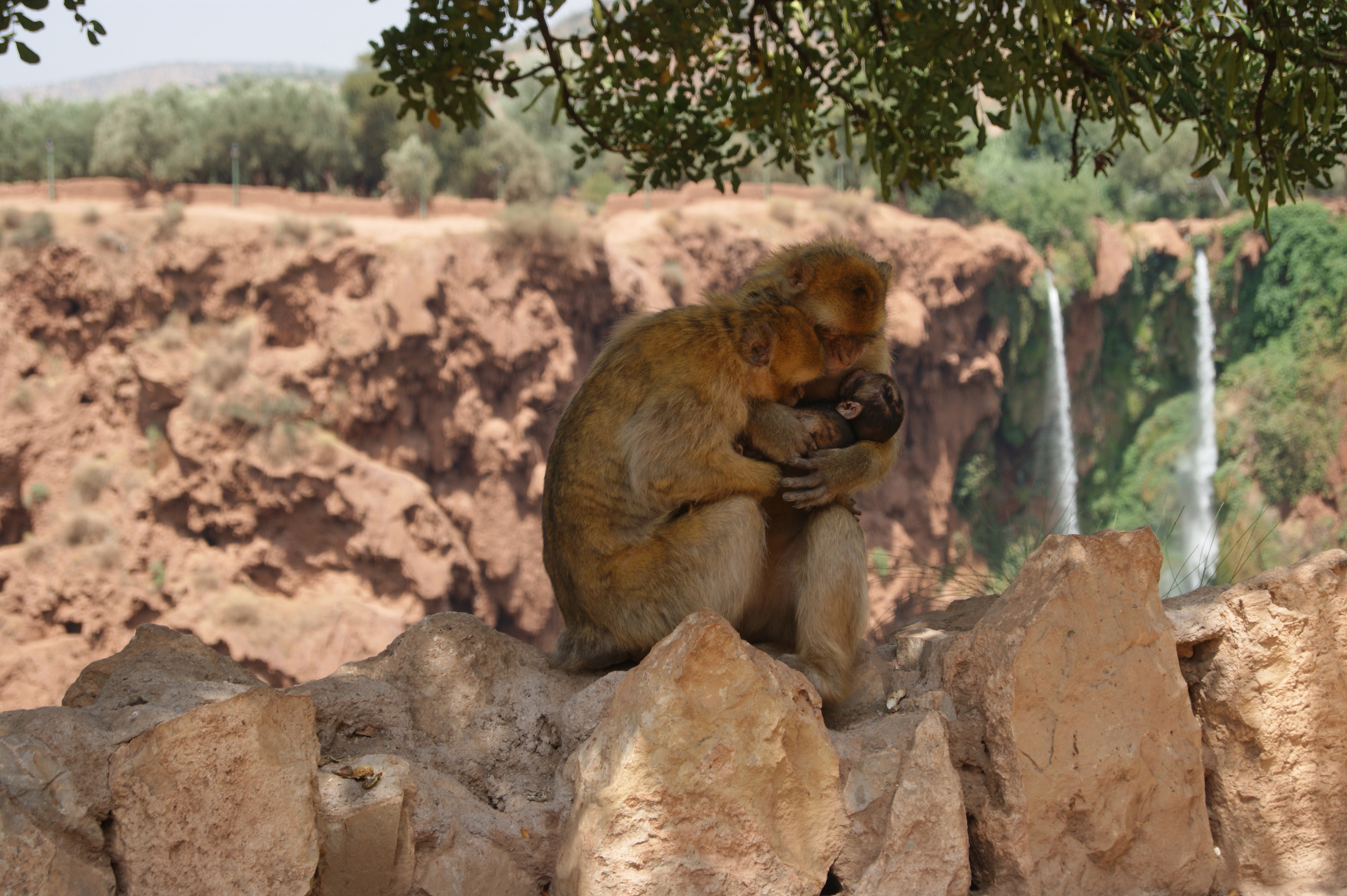 Barbary Macaque Image