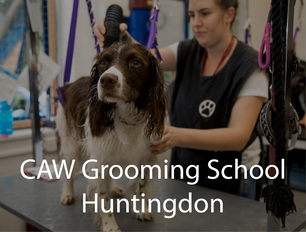 Dog Grooming Parlour