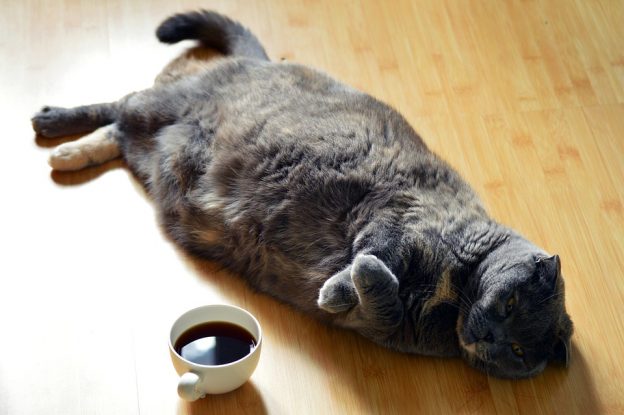 fat cat with coffee - pet obesity awareness day