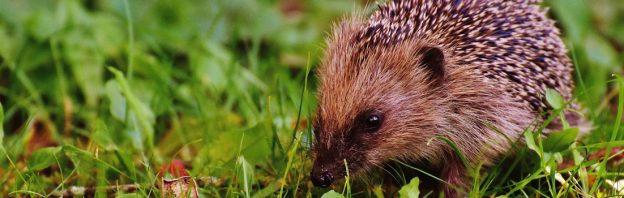 Britain's hedgehogs