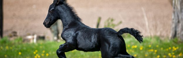 guide dogs have a new alternative, guide horse