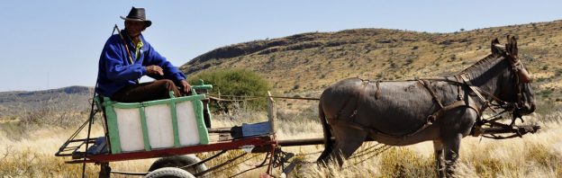 International working animals day