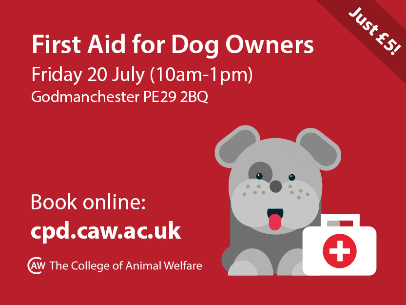 dog first aid course promotional poster
