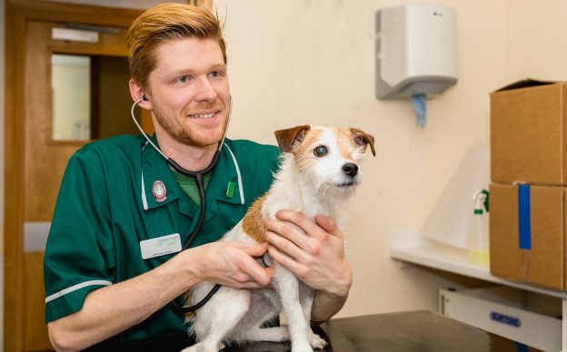 Male RVN in practice - careers with animals day