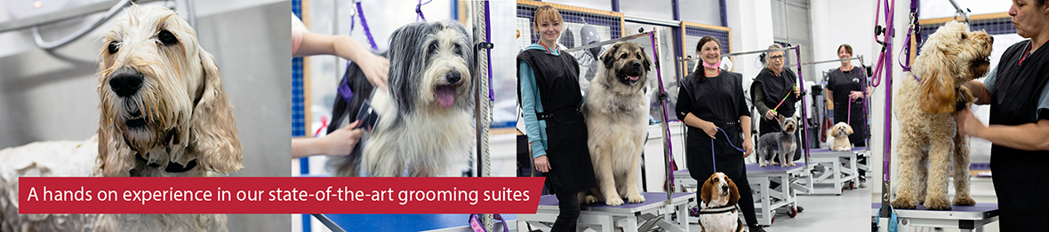 Course: Level 3 Diploma in Dog Grooming