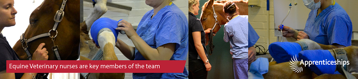 Course: Level 3 Diploma in Equine Veterinary Nursing (Apprenticeship)