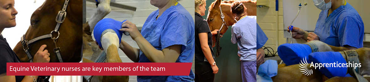 Course: Veterinary Nurse (Level 3) Apprenticeship – Equine