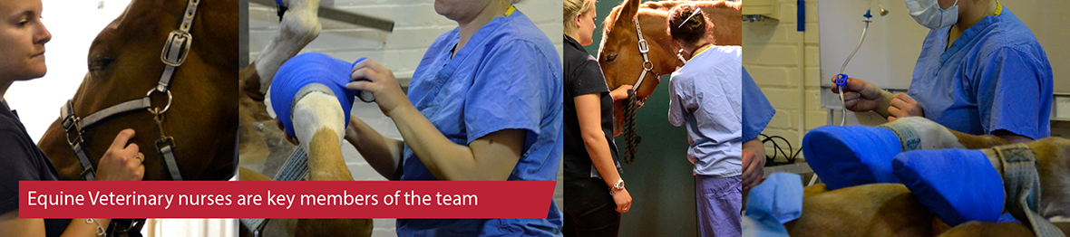 Course: VTEC Level 3 Diploma in Equine Veterinary Nursing