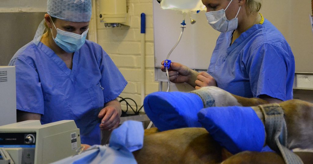 Level 3 Diploma in Veterinary Nursing CAW Blog