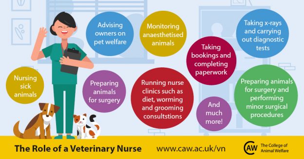 Veterinary nursing career information