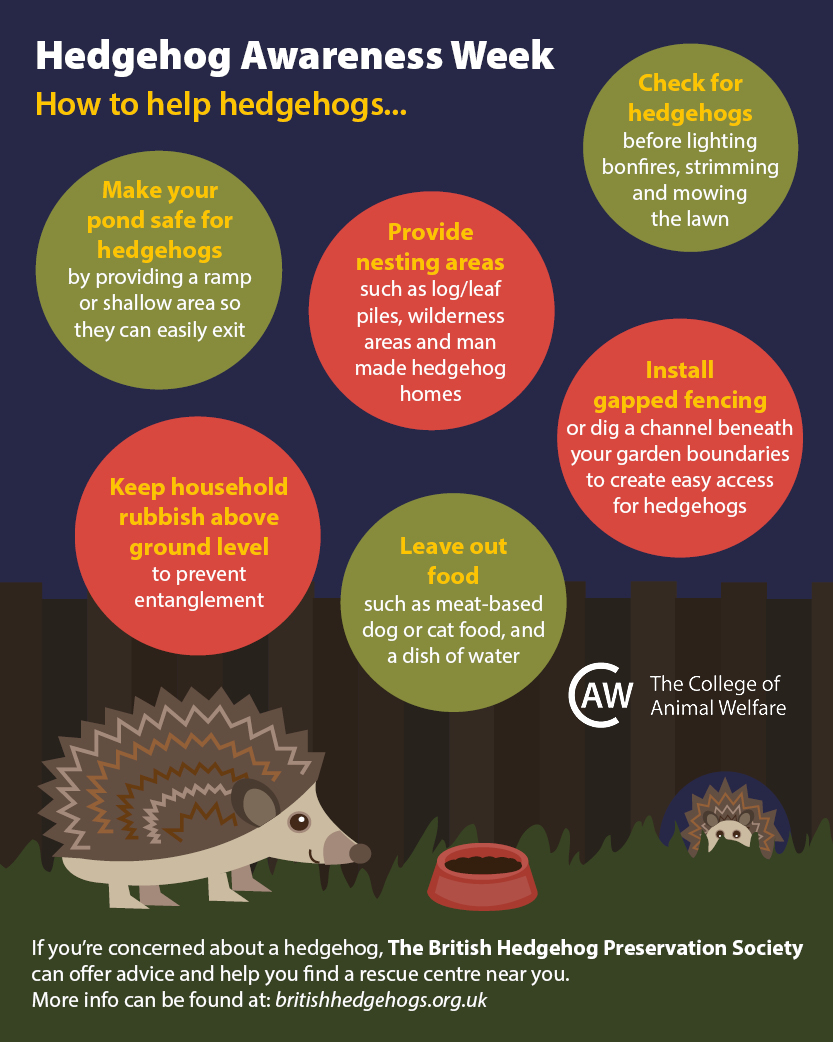 Hedgehog awareness week infographic - how to help hedgehogs3