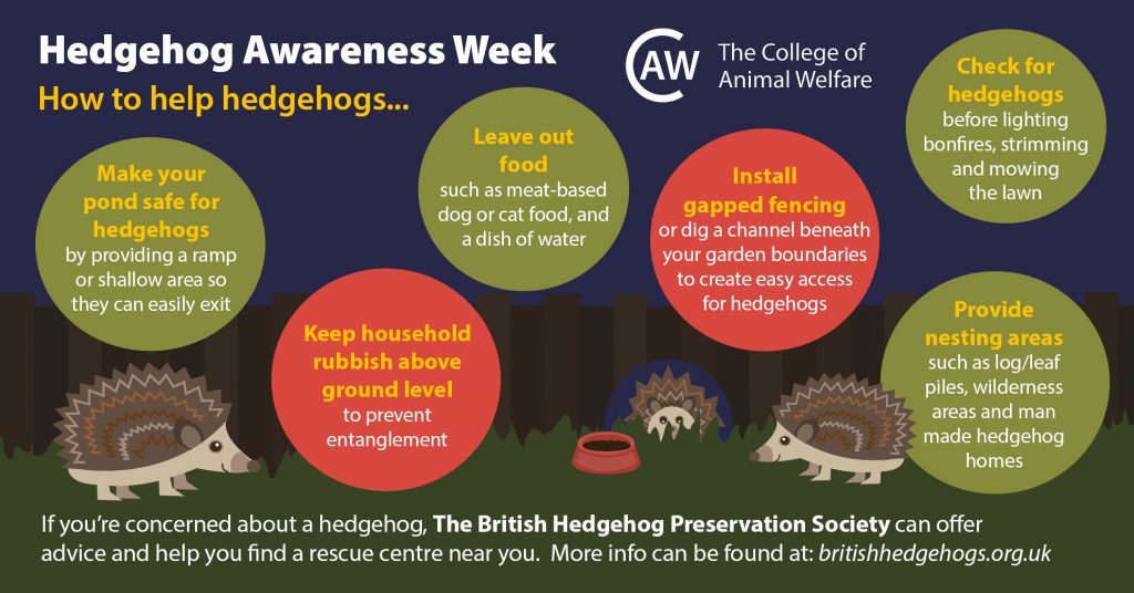 Hedgehog Awareness Week 2021: How to help h… | CAW News