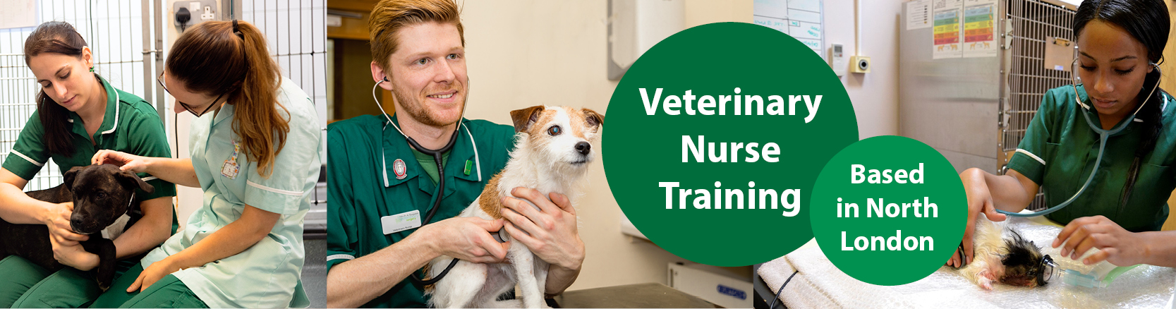 Veterinary Nurse Training in North London