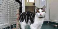 Animal Care courses