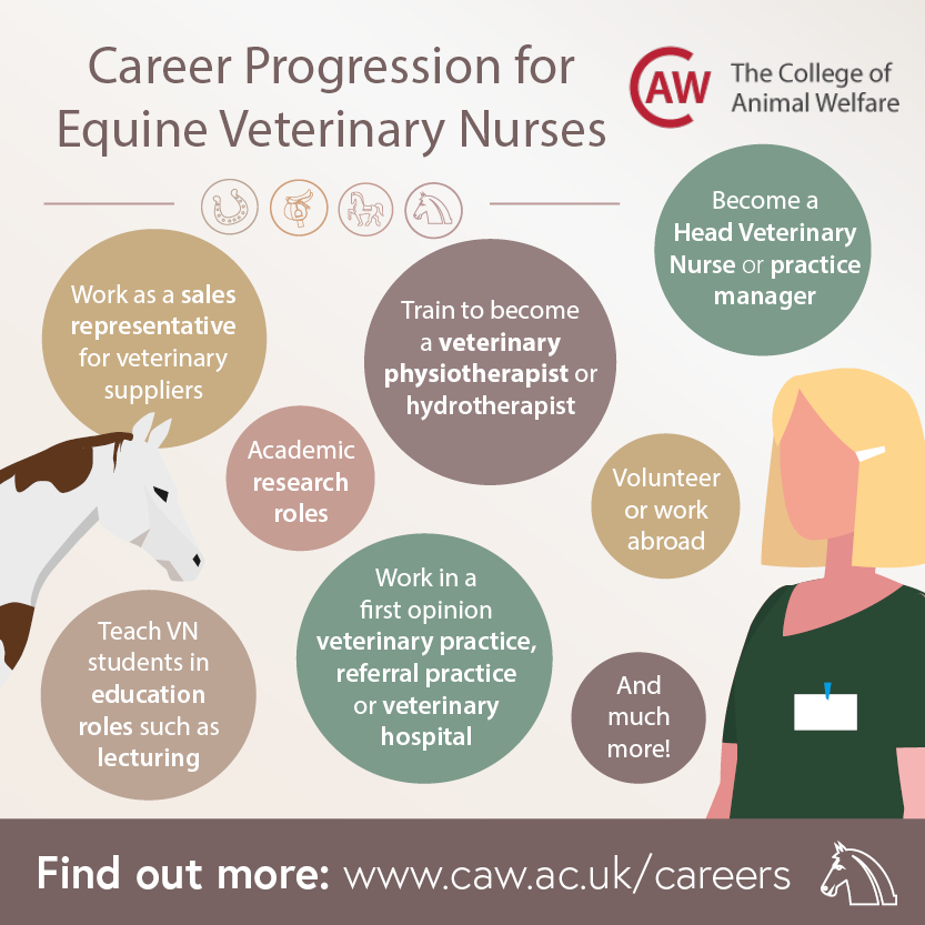 Career Progression for Equine Veterinary Nurses Social Image