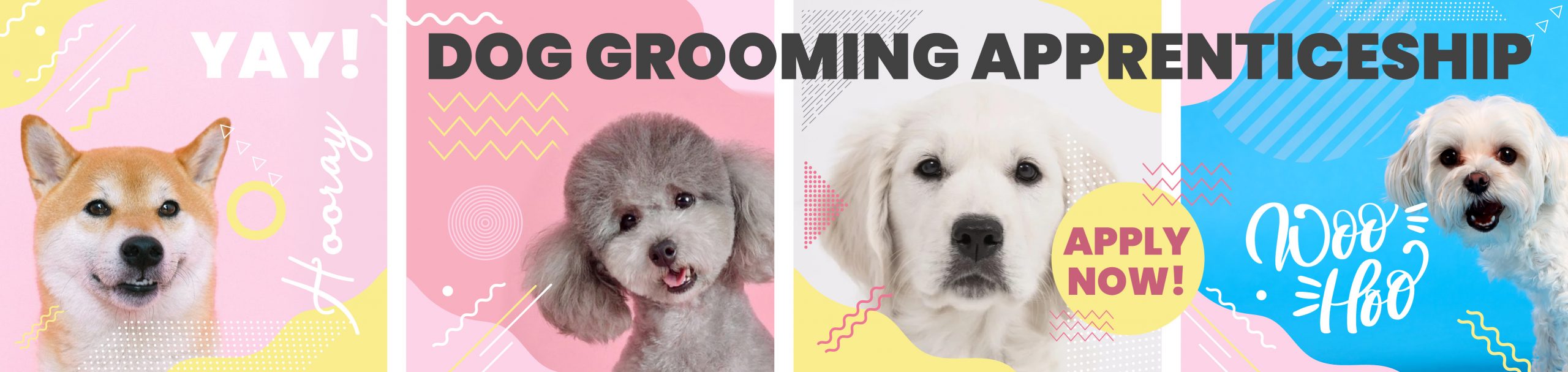 Course: Dog Groomer Level 2 Apprenticeship