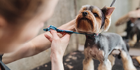 Dog Grooming courses and apprenticeships