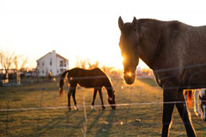 Our Level 3 Diploma in Equine Veterinary Nursing is BACK in January 2027