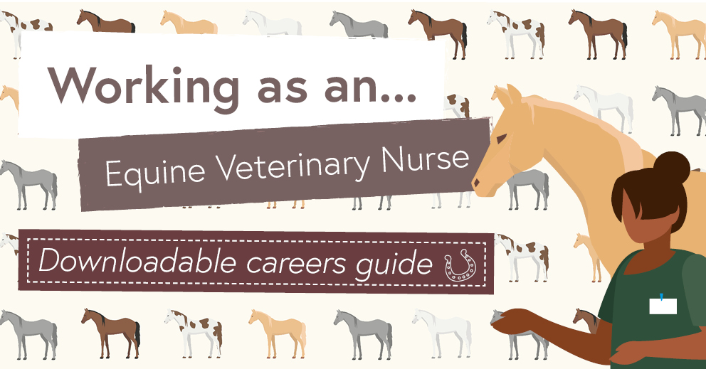 Equine Veterinary Nursing Careers Advice