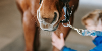 Equine apprenticeships & Horse Care courses